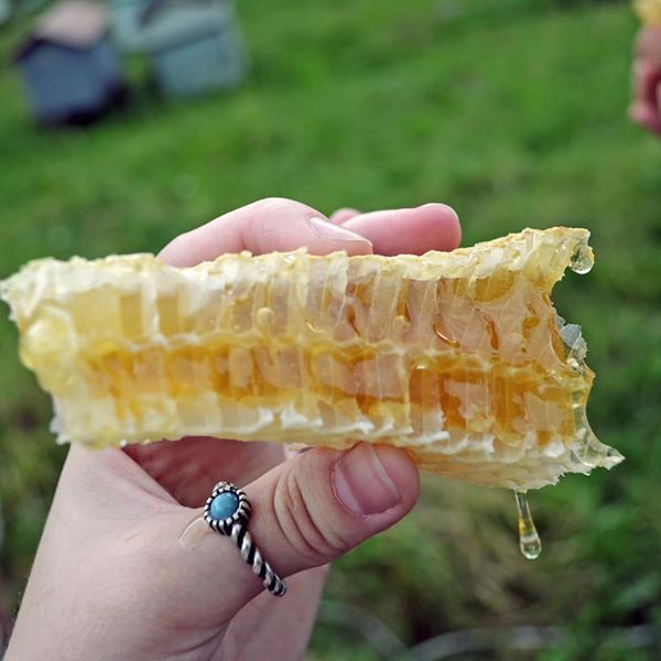 

COD sarang madu 250 grm - melifera - madu sarang - madu murni