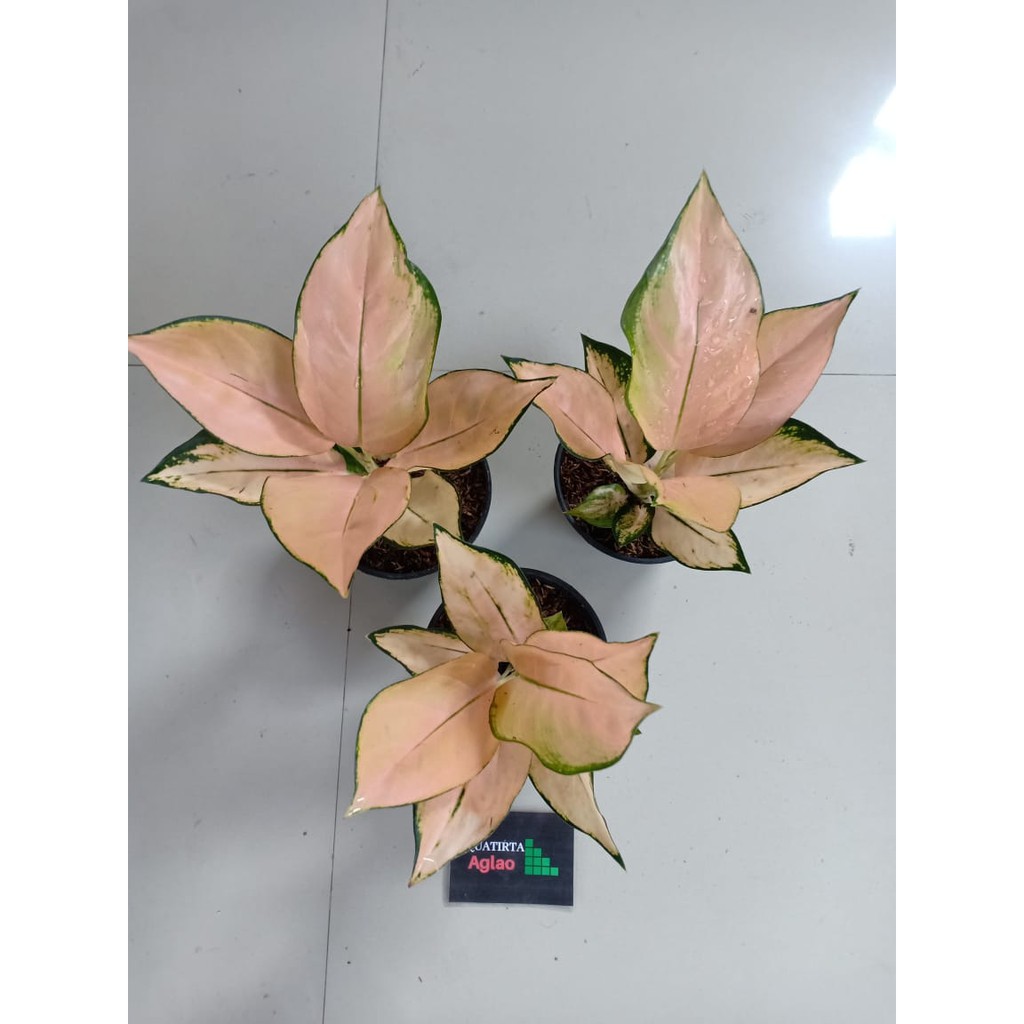 PROMO KOCHIN SUTRA / WHITE MAJESTY KECIL ( Tanaman Hias Aglaonema / Aglonema )