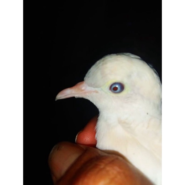 Burung perkutut putih lurik mata merah Rondo semoyo