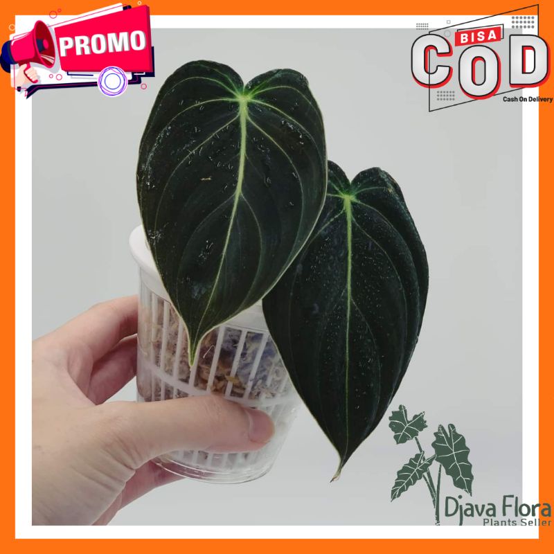 Tanaman Hias Philodendron Melanochrysum / Philodendron Melanochrysum