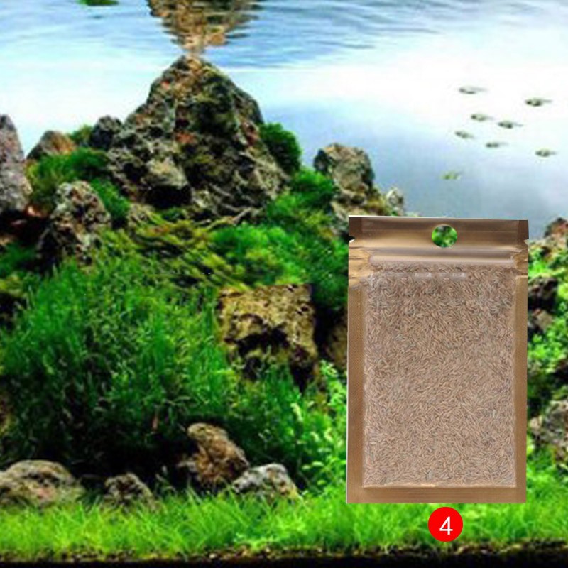 Bibit Rumput Air Dekorasi Aquarium Landscape Ornament Small Fescue - H0027