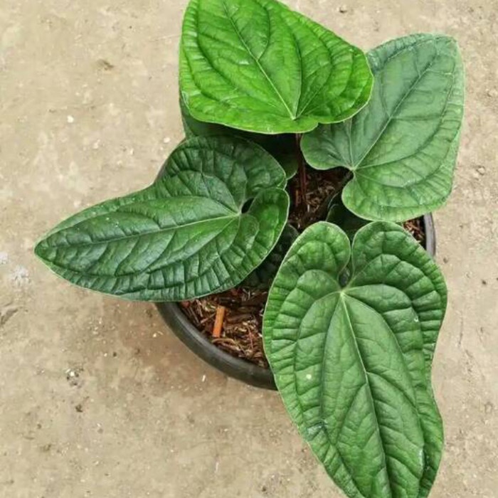 Tanaman hias anthurium sirih besar