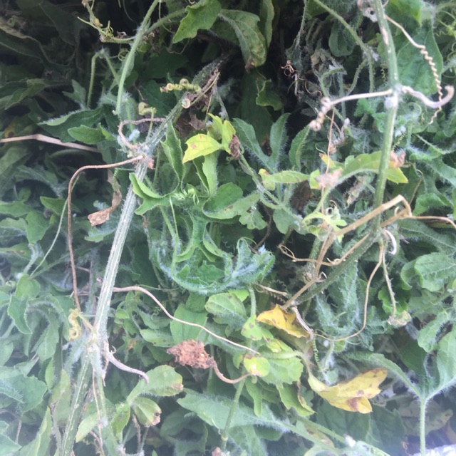 

Pare hutan segar 1kg