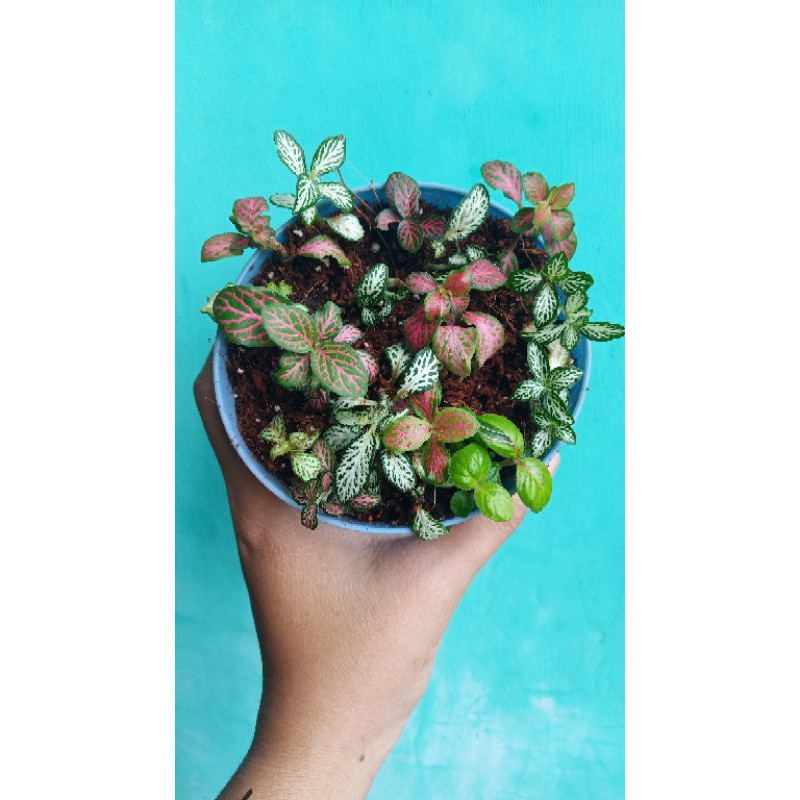 fittonia mix