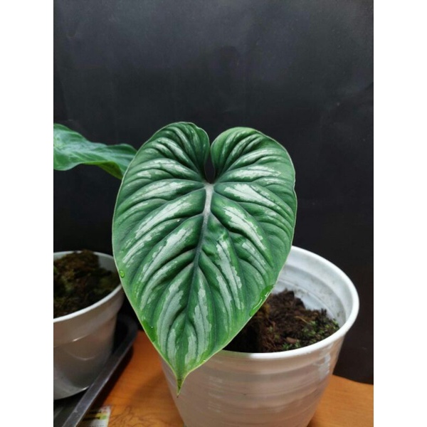 philodendron plowmanii black face / philo plowmanii dark form