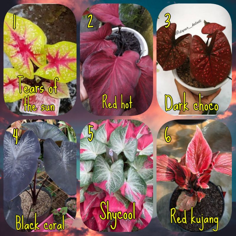 NEW PROMO paket 6 UMBI CALADIUM/BONGGOL KELADI HIAS original import