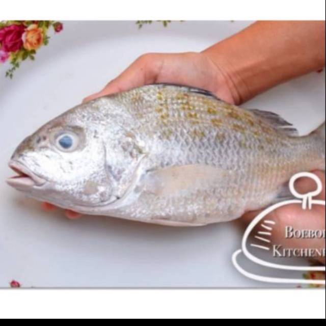 Kakap Putih Besar Omega 3 Shopee Indonesia