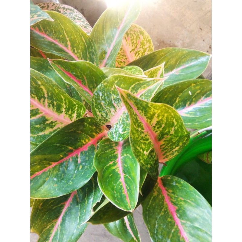 Aglonema Big Mama Anakan