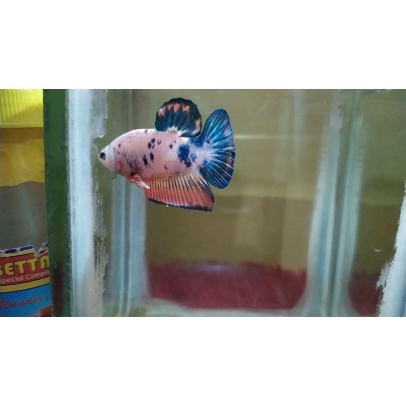 cupang Fancy anakan blue rim Flamingo