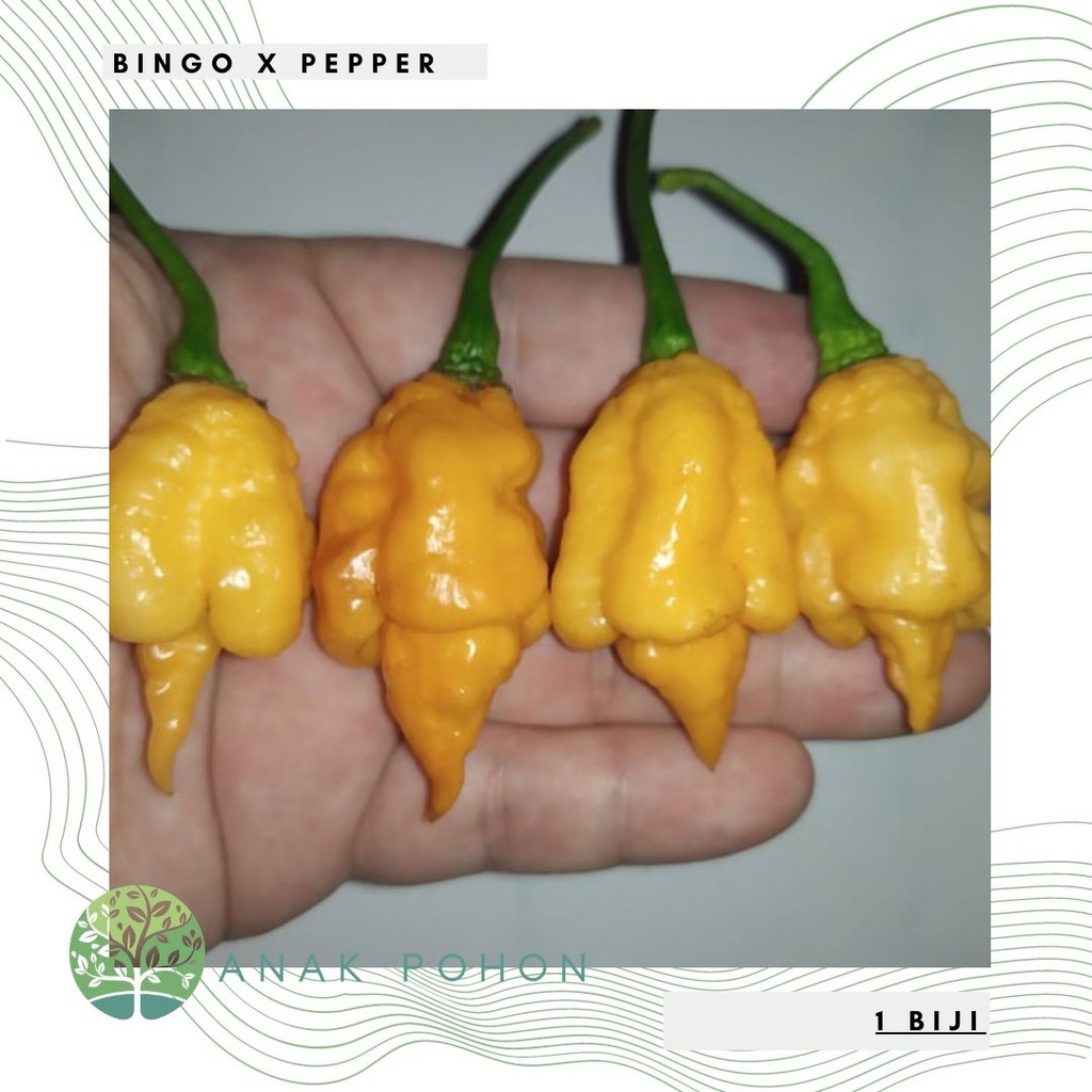 Benih Bibit Biji - Cabai Bingo X Pepper Seeds