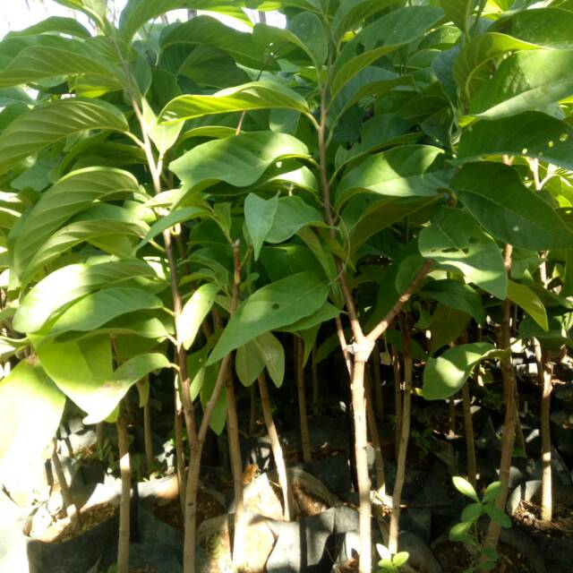 Srikaya jumbo