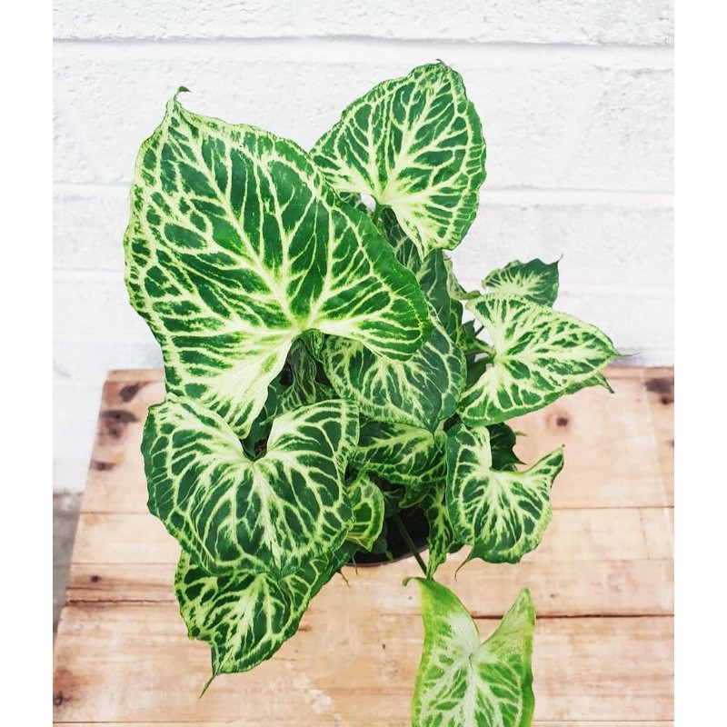 tanaman hits, Syngonium Batik , Syngonium , singonium batik