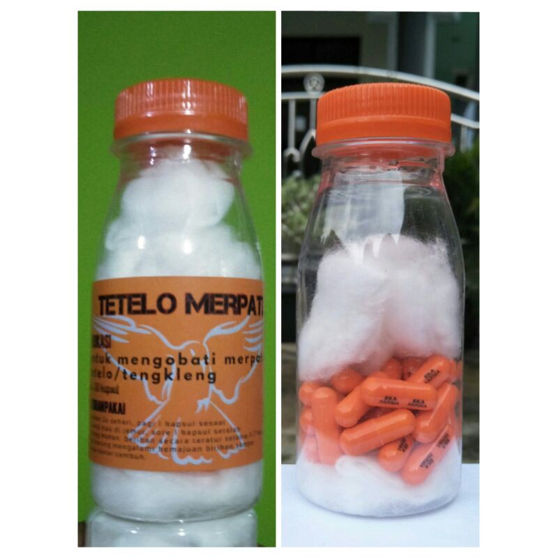 Merpati Tello / Tengkleng ( TETELO MERPATI )