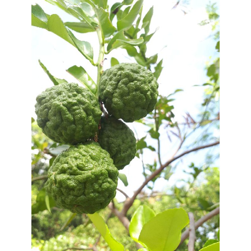 

Jeruk Purut Segar - 100gram