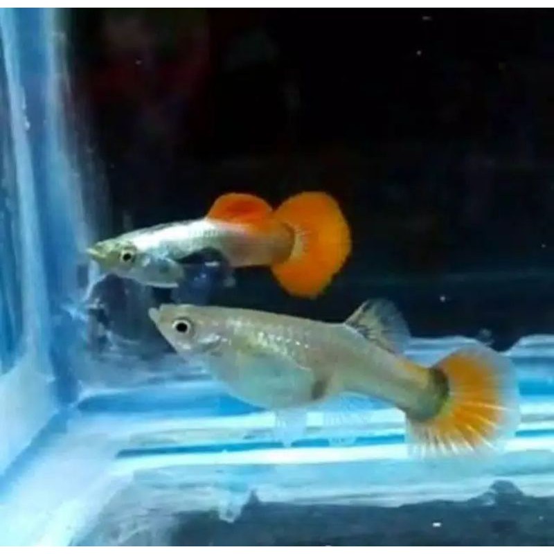 ikan Guppy platinum redteal