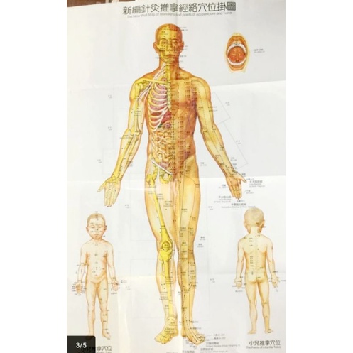 Poster Akupuntur / Acupuncture Meridians Map / Gambar Dinding Akupuntur Tuina Set