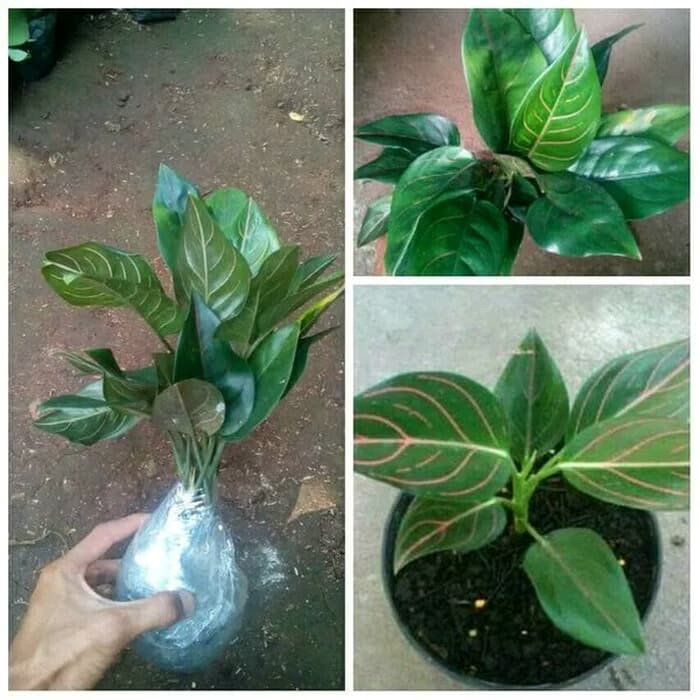 PROMO Tanaman Hias Aglonema Hijau - Aglaonema Rotundum .