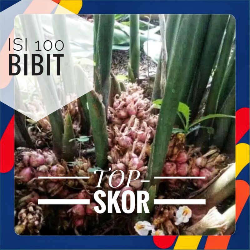 Kapulaga Hibrida Super, Kapulaga Hibrida Merah, Bibit Kapulaga Hibrida Super 100 Bibit