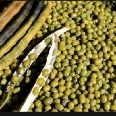 1KG BENIH KACANG HIJAU HIBRIDA SUPER