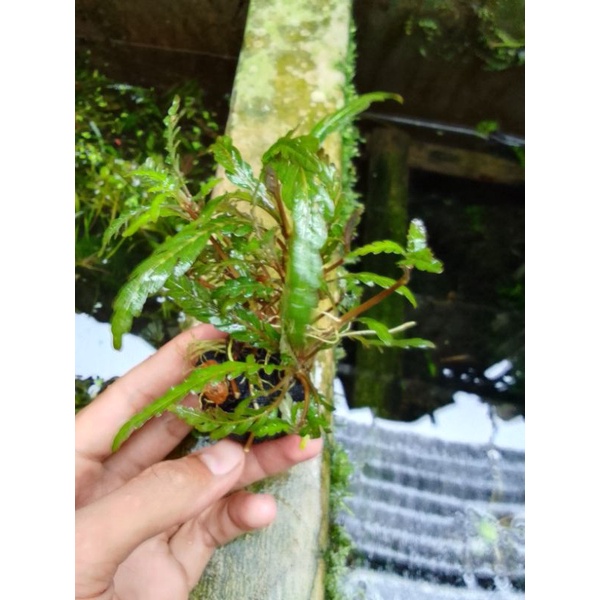 pinitipida media wabikusa