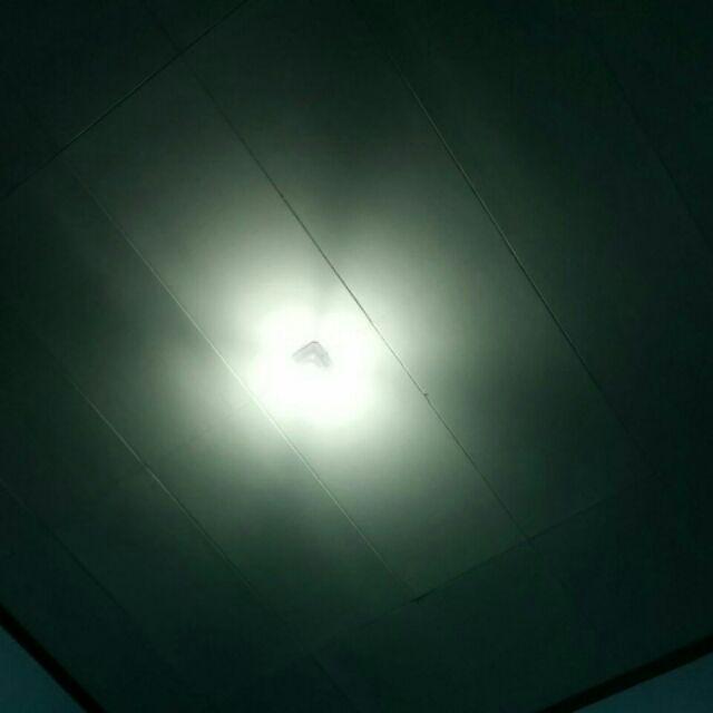 Terbaik! Bibit Pohon Tin Red Yordan Atau Tin Merah