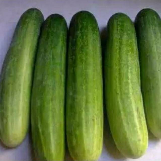 

Timun Suri timun lokal timun jepang kyuri pasar okra zucchini