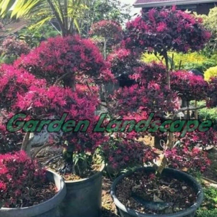 Bibit Tanaman Bonsai Cloropytalum Serut Merah - Tanaman Serut Merah