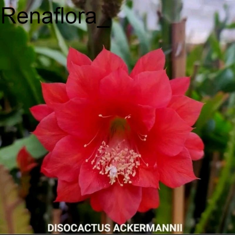 WIJAYA KUSUMA BANGKOK ACKERMANI TANAMAN HIAS WIJAYA KUSUMA ({BISA COD})