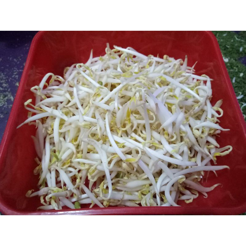 

kecambah/tauge panjang 250gr, bahan kacang hijau