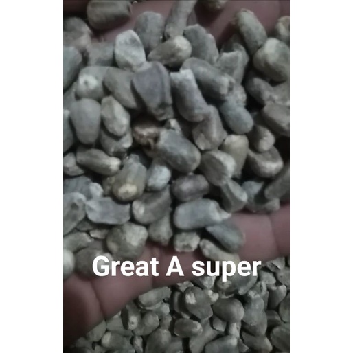 bibit spora (1KG)bibit porang benih porang katak mini katak super 100% berkualitas