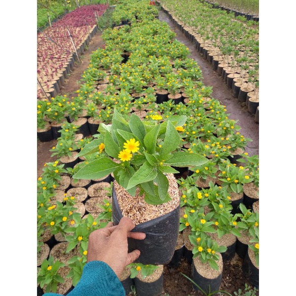 Tanaman hias seribu bintang-batter dasty kuning- berbunga-murah