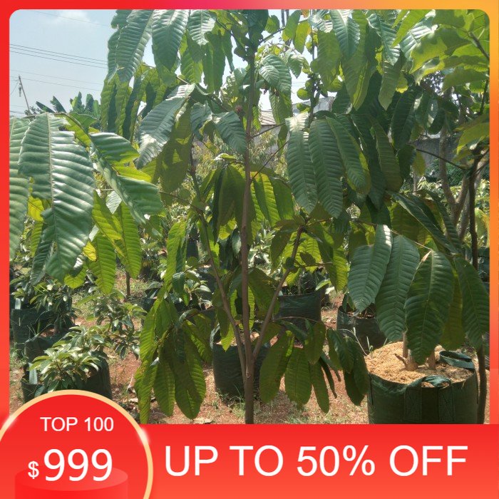 pohon buah. pohon buah Matoa.