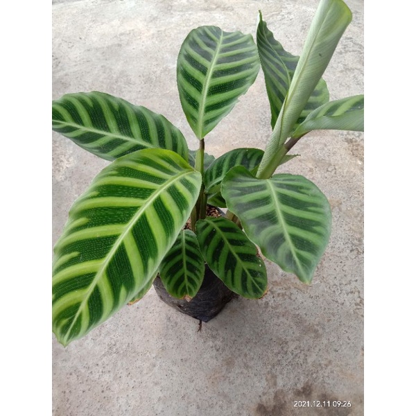 Bunga Calathea Zebrina/pisang ster
