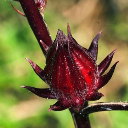 tanaman rosela/bibit pohon rosela/tanaman herbal rosela