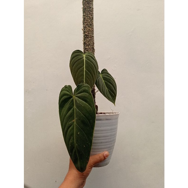 Melanochrysum narrow form