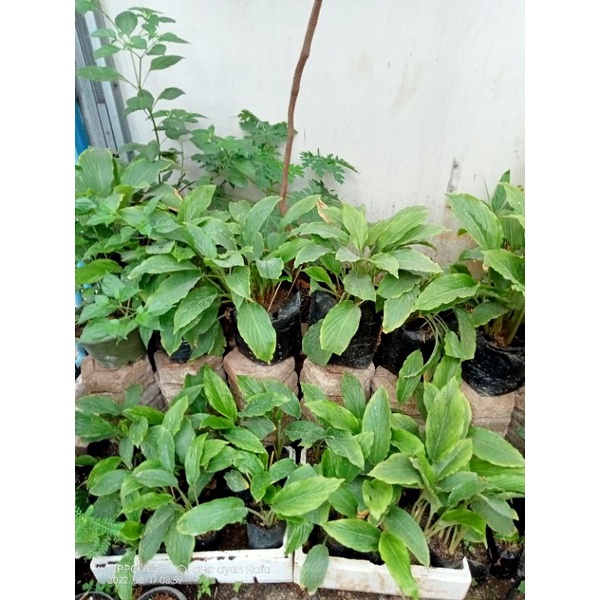 

bibit Kunyit Hitam