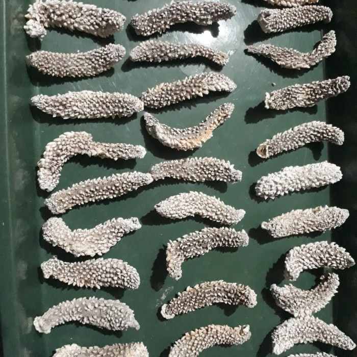 

TERIPANG DURI EXPORT QUALITY HAISOM DURI HAISOM LAUT JAWA KERING 99% - 500 Gram