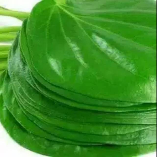 

Daun sirih