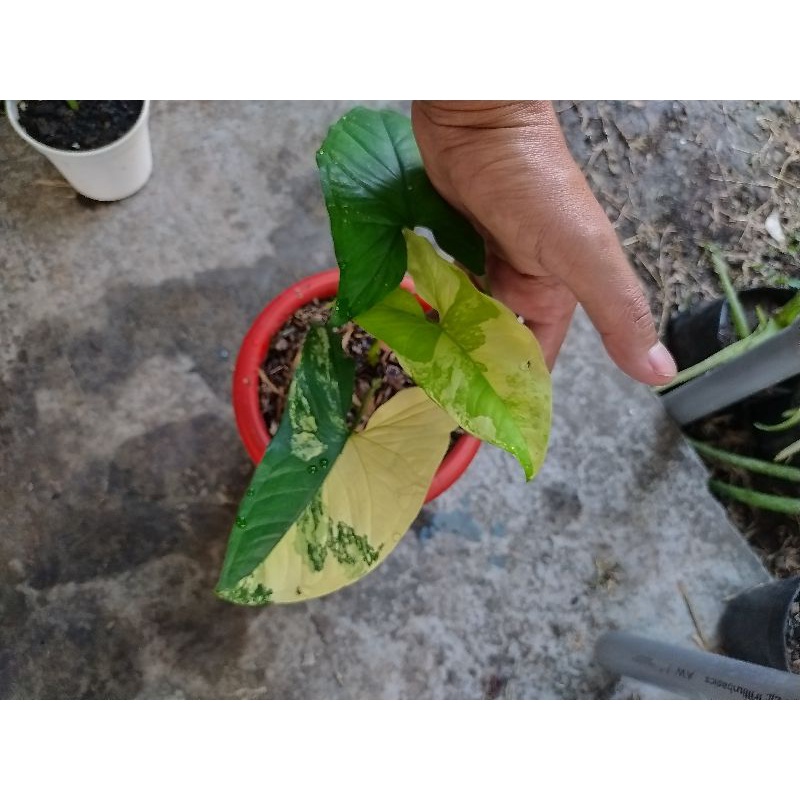 syngonium varigata yellow