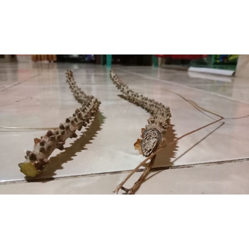 

2 BROTOWALI ( Penawar sampai ) Asli Kalimantan tengah murah meriah 15 cm ( 17 rb )