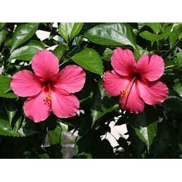 Daun bunga sepatu kering organik