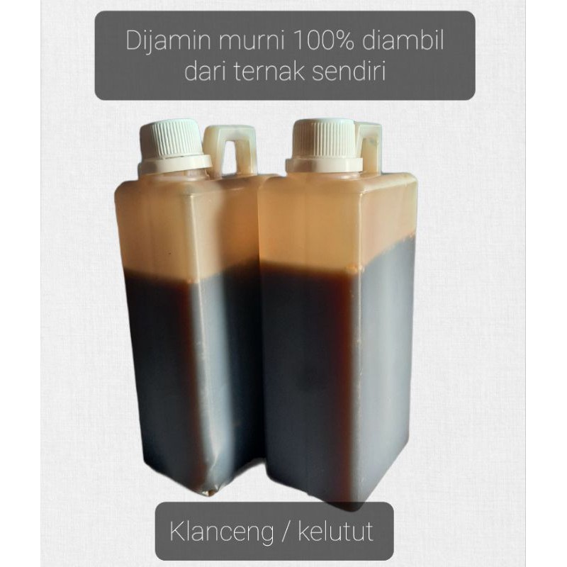 

Madu Klanceng 1kg dn 1 liter / Madu Curah / kelutut / Murni