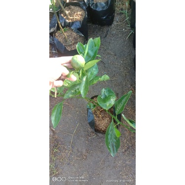 jeruk keprok berbuah