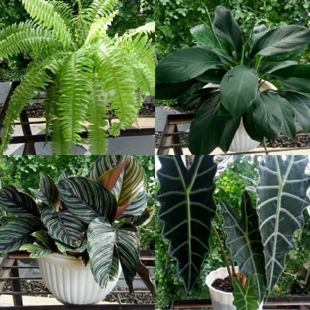 Tanaman Hias untuk indoor dan outdoor | Shopee Indonesia - Jenis Tanaman Hias Indoor Dan Outdoor