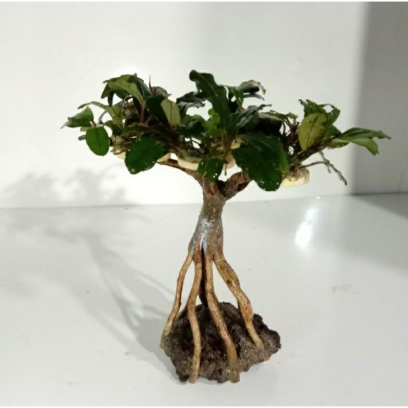 bonsai mini aquascape mos buce