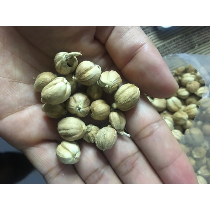 

Kapulaga Kering | Cardamom Parapat - sumatera Utara