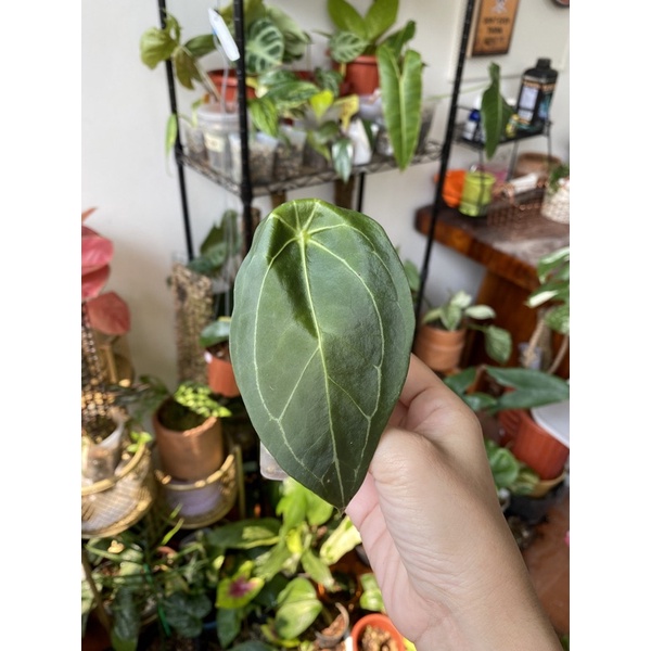 anthurium forgetii ori 0601-01