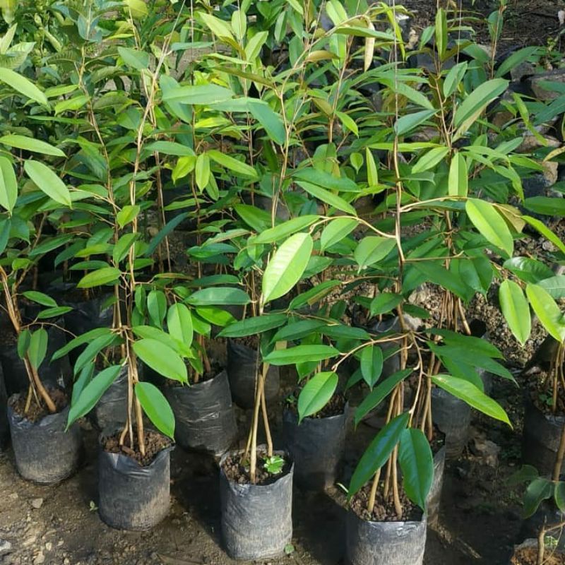 bibit duren montong kaki 3 okulasi pilihan
