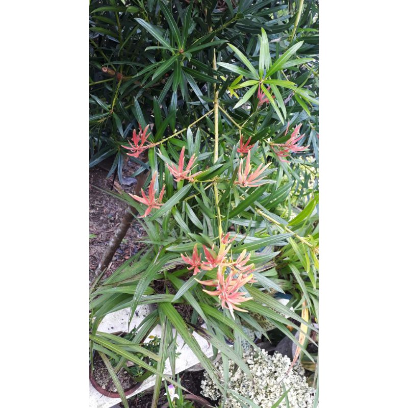 Bibit Bonsai Lohansung Pucuk Merah Daun Lokal - Lohansung Pucuk Merah (Podocarpus sp)