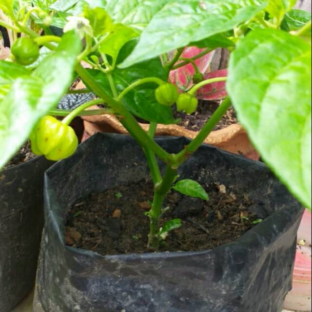 Bibit Cabe Toraja/katokkon